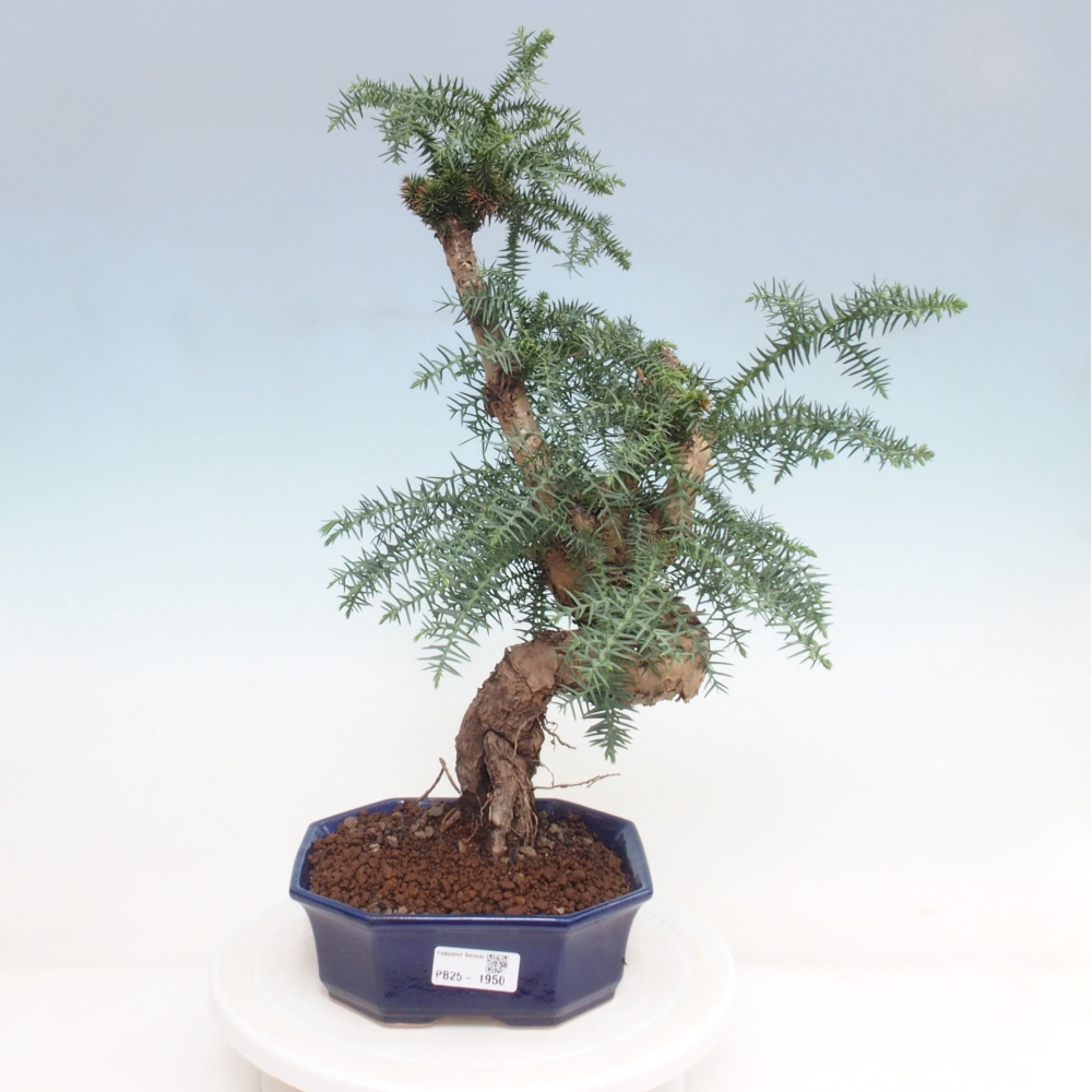 Pokojová bonsai - Araukarie - pokojový smrček