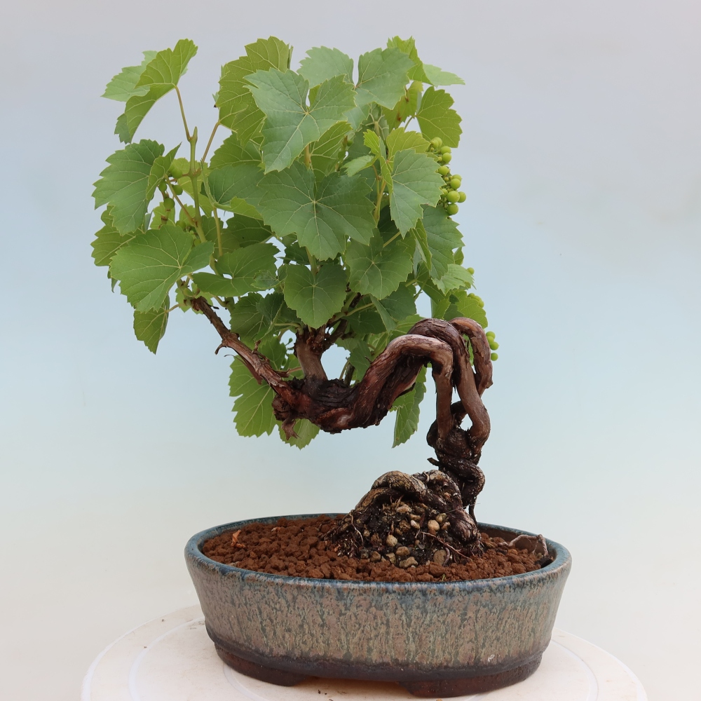 Venkovní bonsai - Réva vinná - Vitis vinifera 