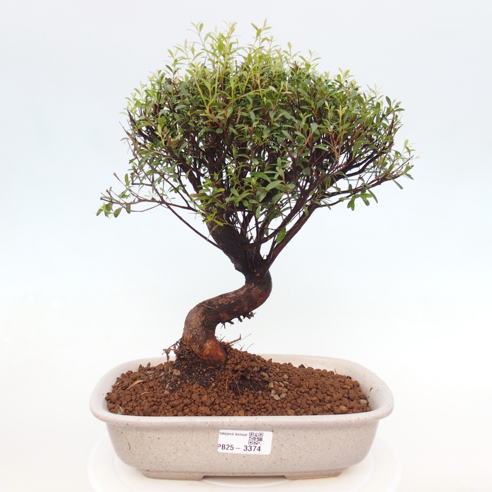 Pokojová bonsai - Syzygium - Pimentovník