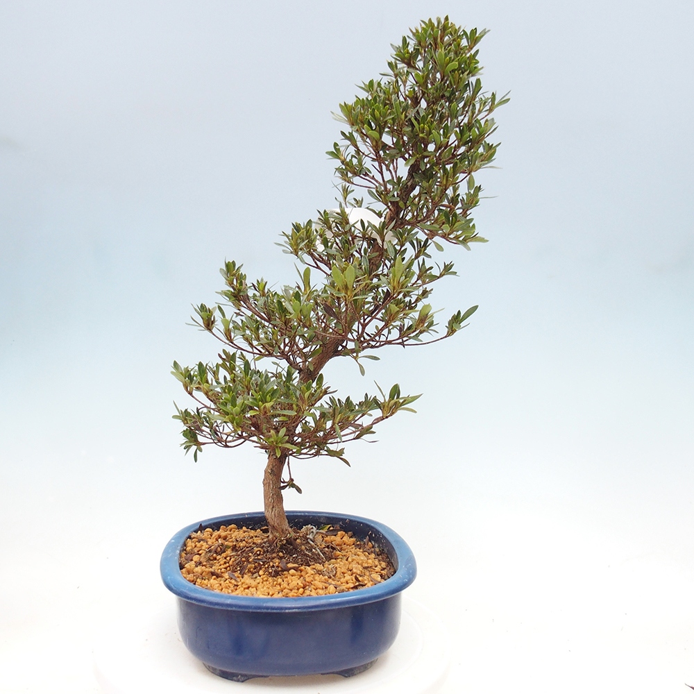 Venkovní bonsai - Japonská azalka - Azalea Hakurin