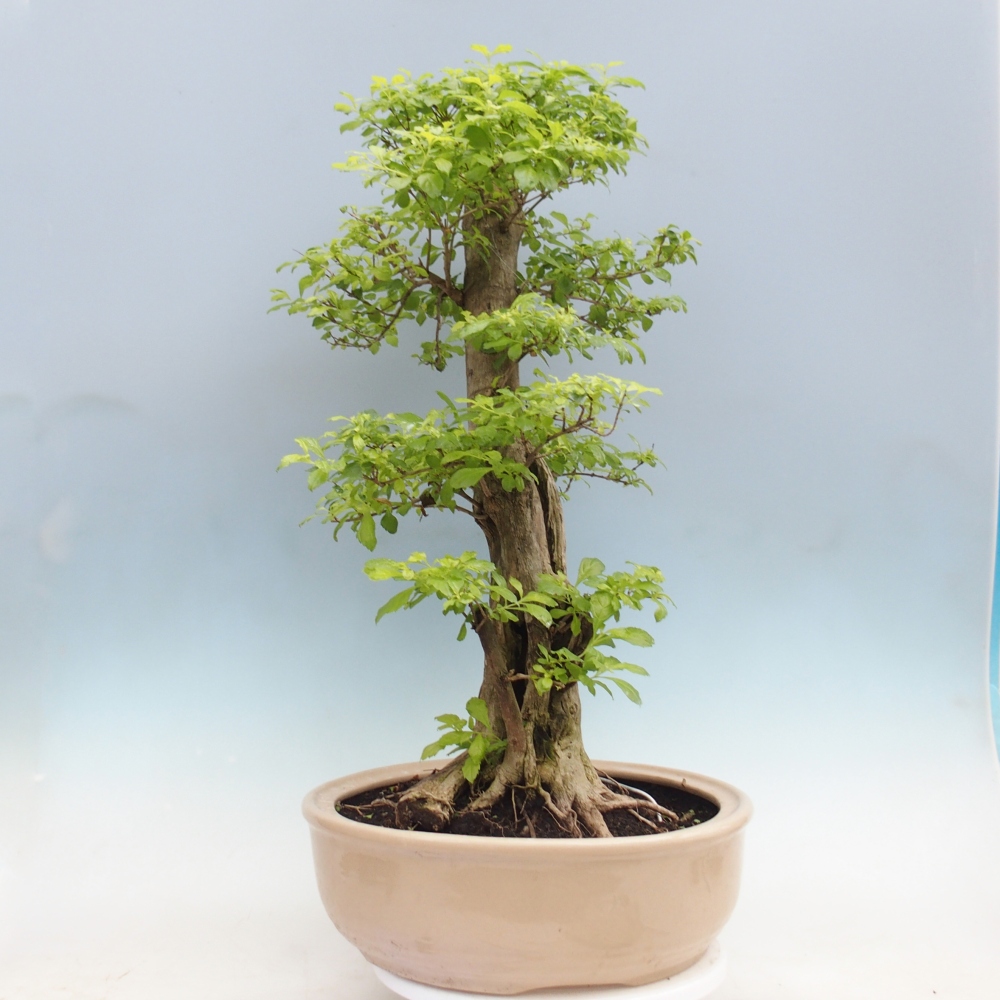 Pokojová bonsai - Duranta erecta Aurea - POUZE OSOBNÍ ODBĚR nebo paletová přeprava