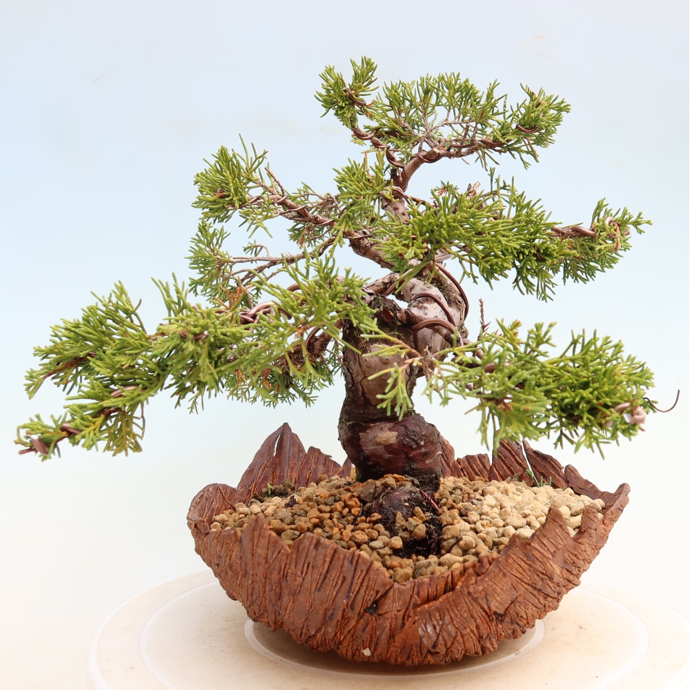 Venkovní bonsai - Juniperus chinensis Itoigawa-Jalovec čínský