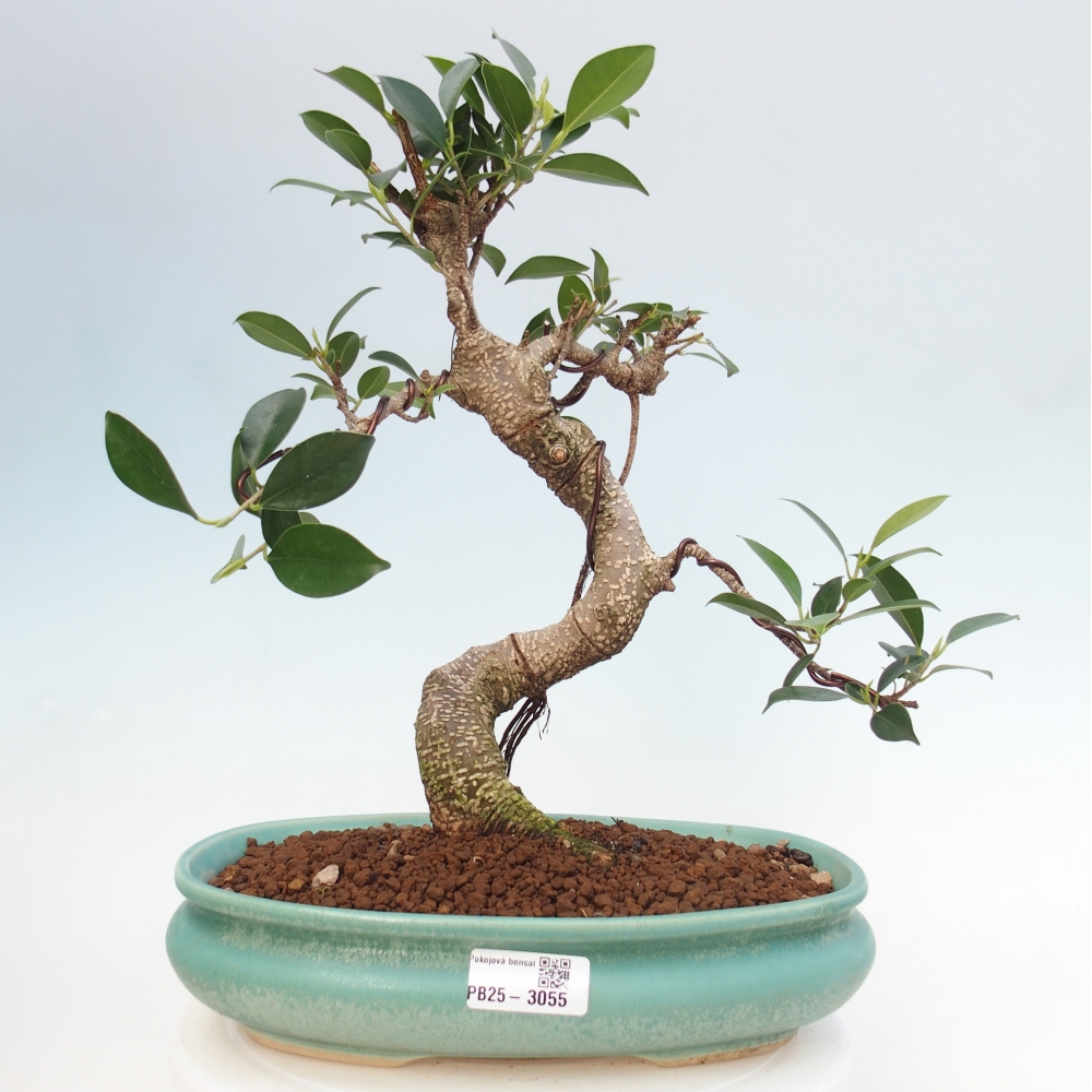 Pokojová bonsai - Ficus kimmen -  malolistý fíkus