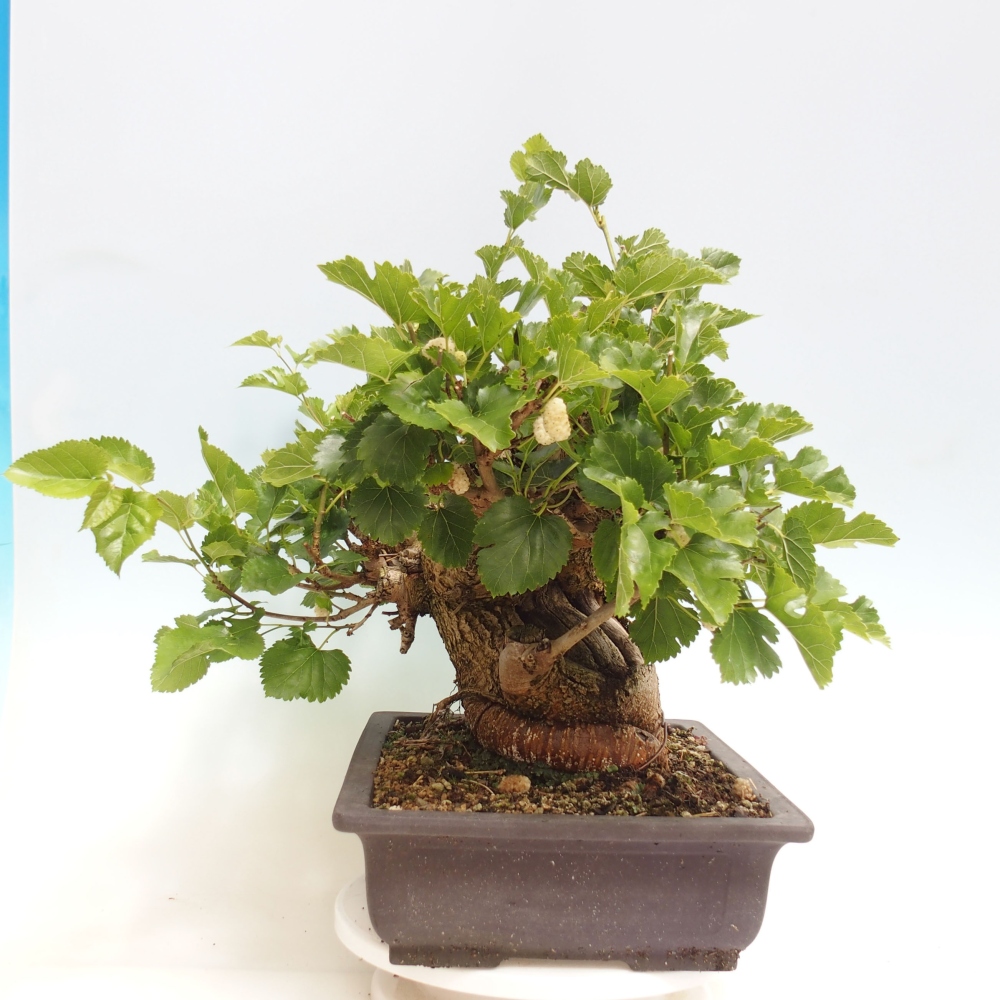Venkovní bonsai -Morus alba - moruše