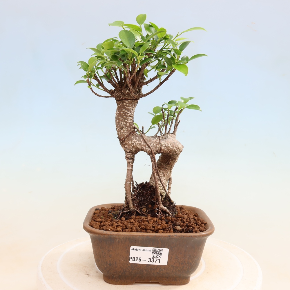 Pokojová bonsai - Ficus kimmen -  malolistý fíkus