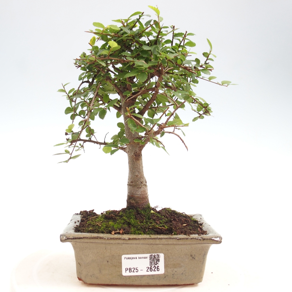 Pokojová bonsai - Ulmus parvifolia - Malolistý jilm