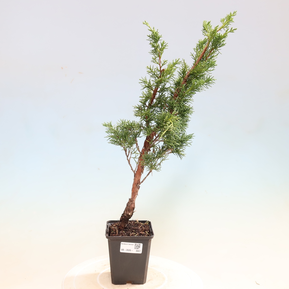 Venkovní bonsai - Juniperus chinensis Kishu -Jalovec čínský