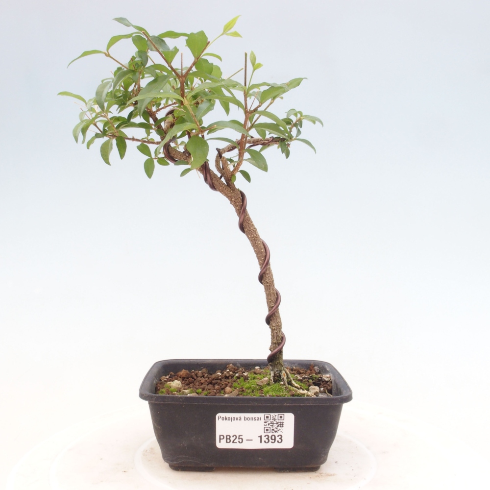 Pokojová bonsai - Malpighia coccigera- Barbdorská třešeň
