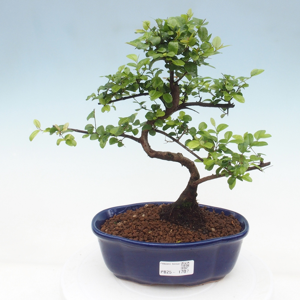 Pokojová bonsai - Sagerécie thea - Sagerécie thea