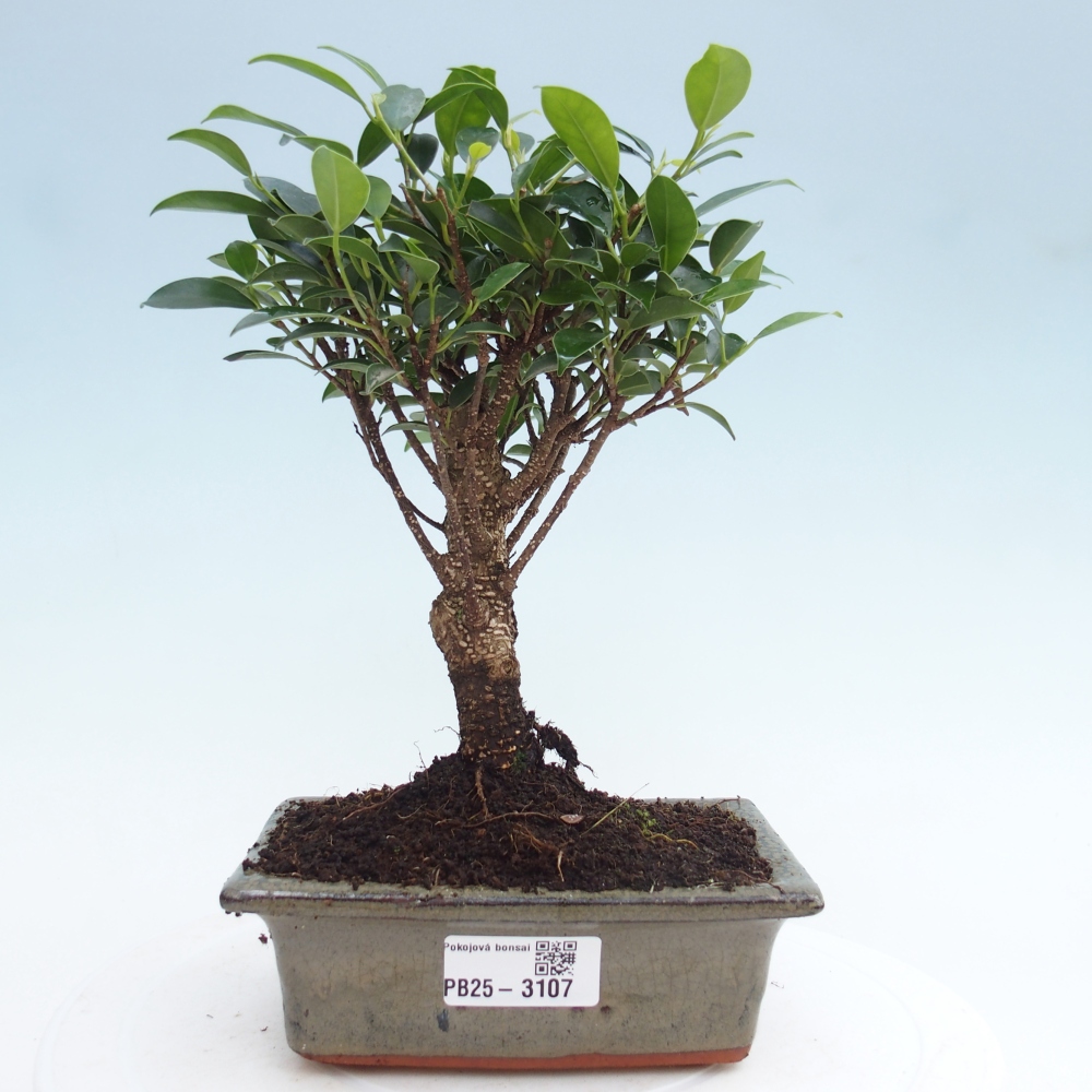 Pokojová bonsai - Ficus retusa -  malolistý fíkus