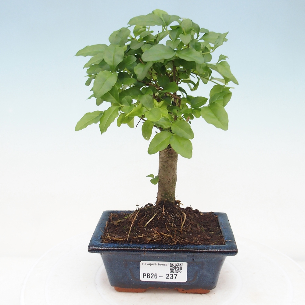 Pokojová bonsai -Ligustrum chinensis - Ptačí zob