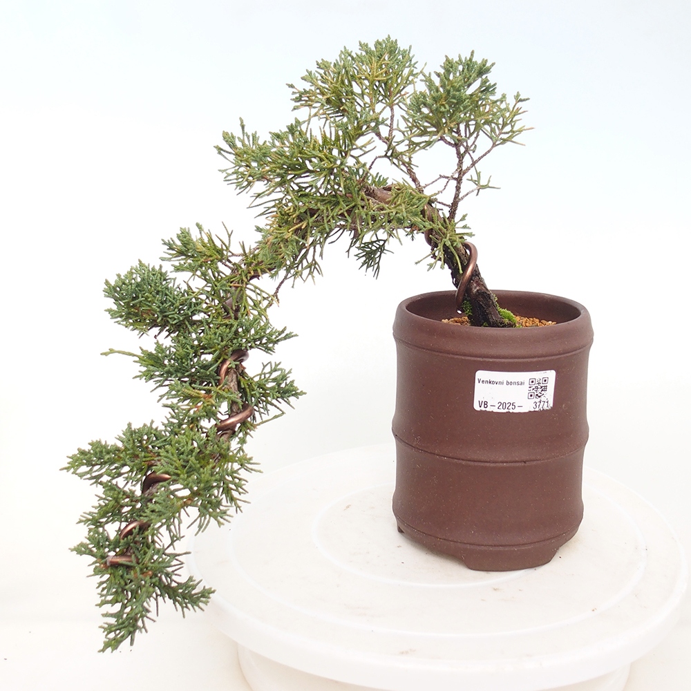 Venkovní bonsai - Juniperus chinensis Kishu -Jalovec čínský