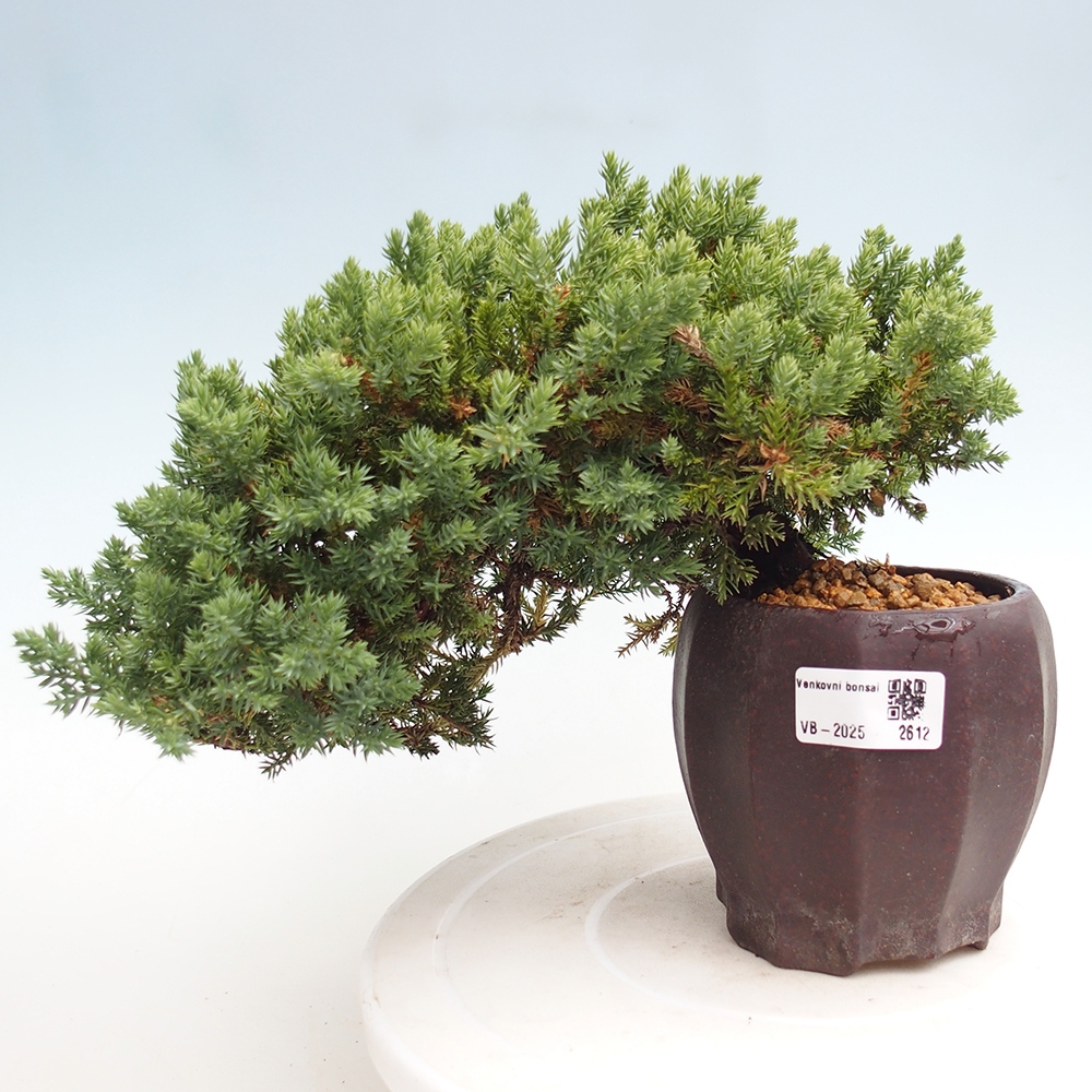 Venkovní bonsai - Juniperus procumbens - Jalovec polehavý