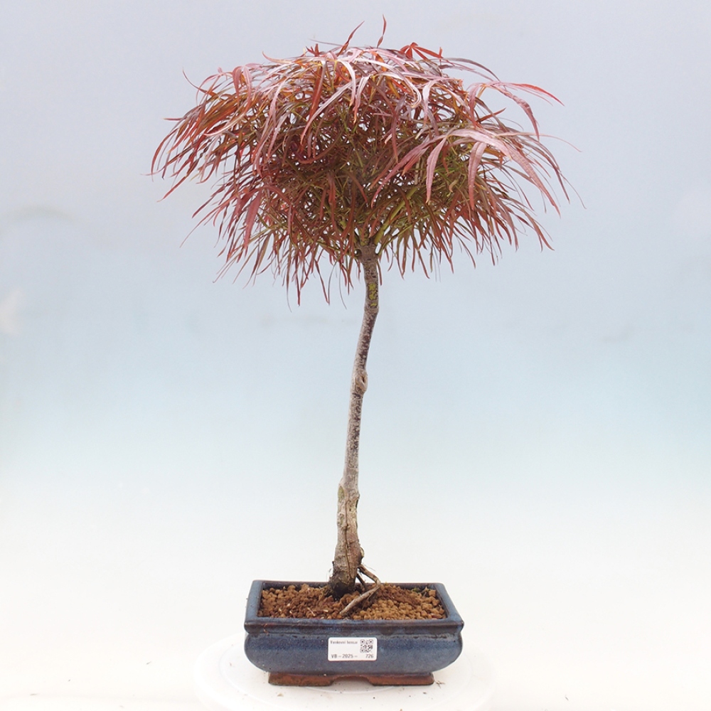 Venkovní bonsai - Javor dlanitolistý - Acer palmatum RED PYGMY