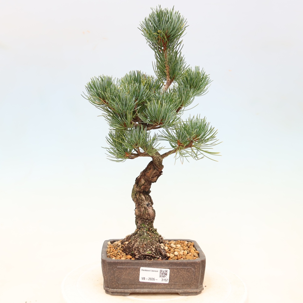 Venkovní bonsai - Pinus parviflora - Borovice drobnokvětá