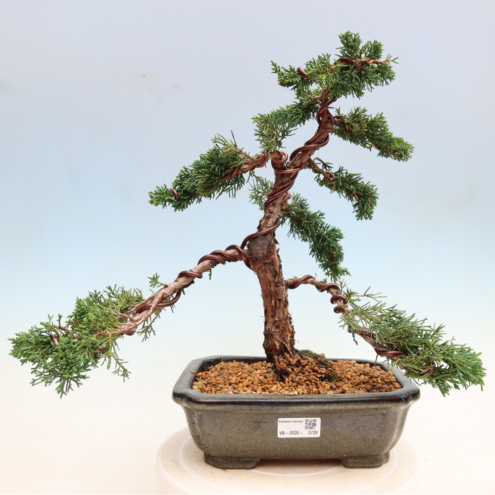 Venkovní bonsai - Juniperus chinensis Kishu -Jalovec čínský