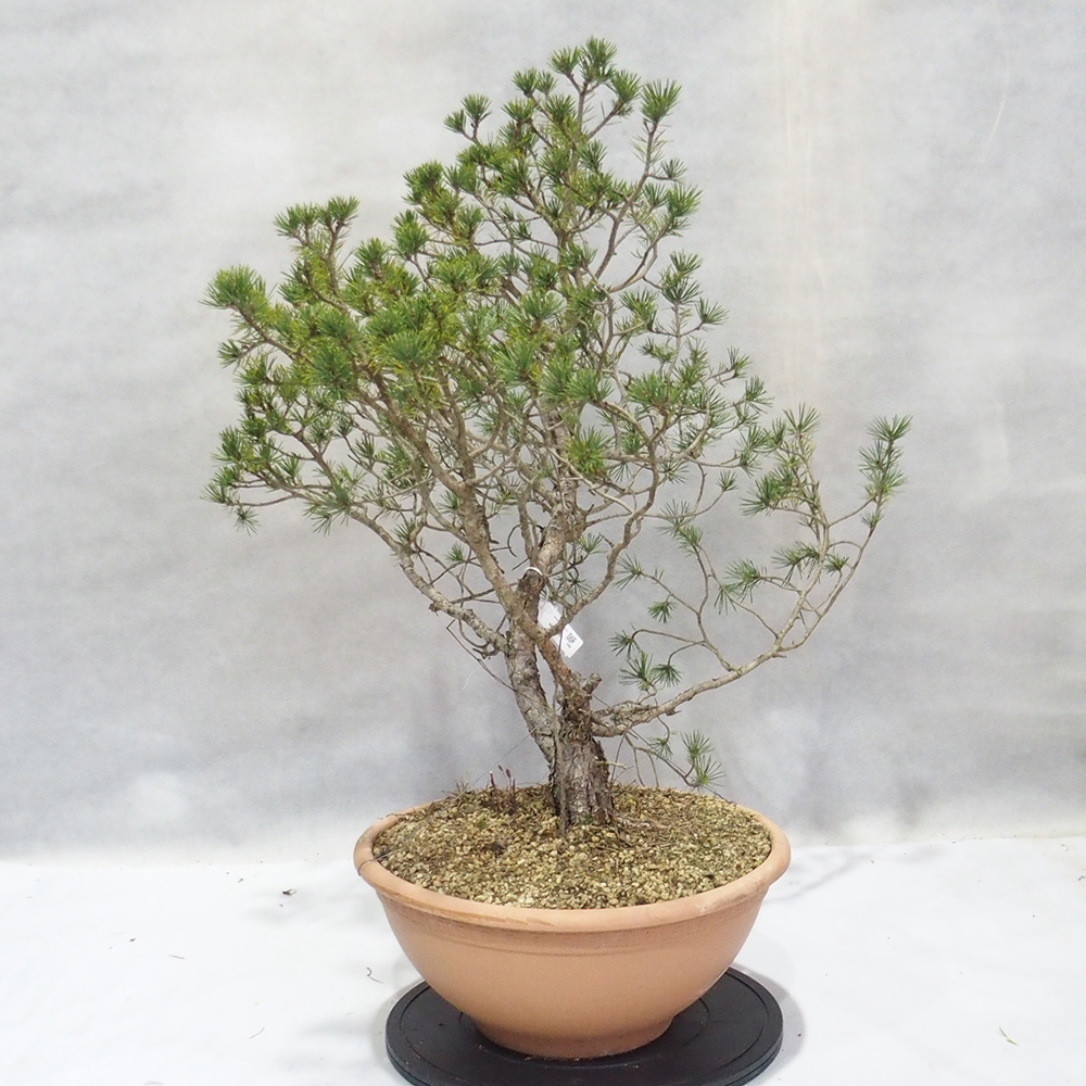 Yamadori - Pinus sylvestris 