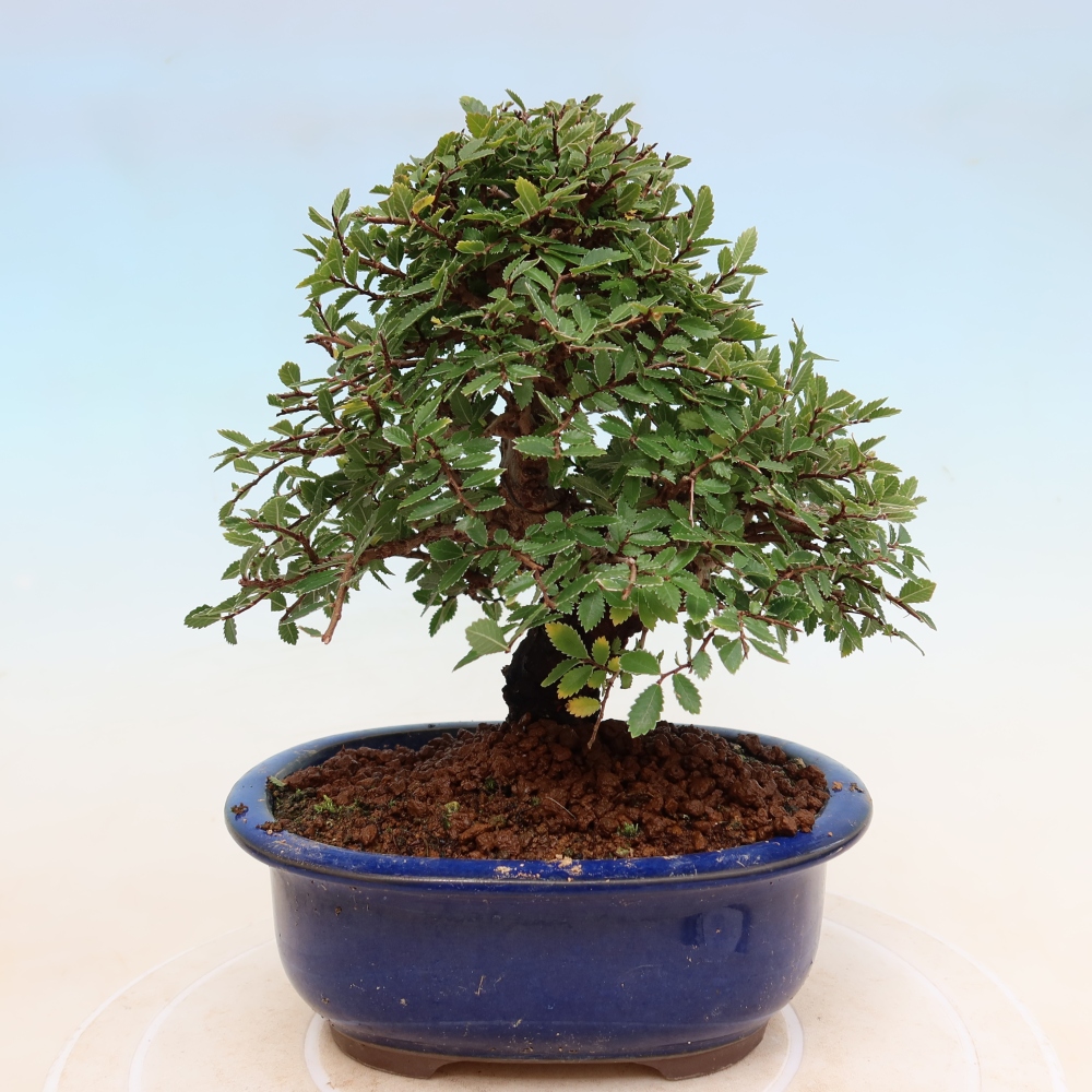 Venkovní bonsai - Zelkova - Zelkova NIRE