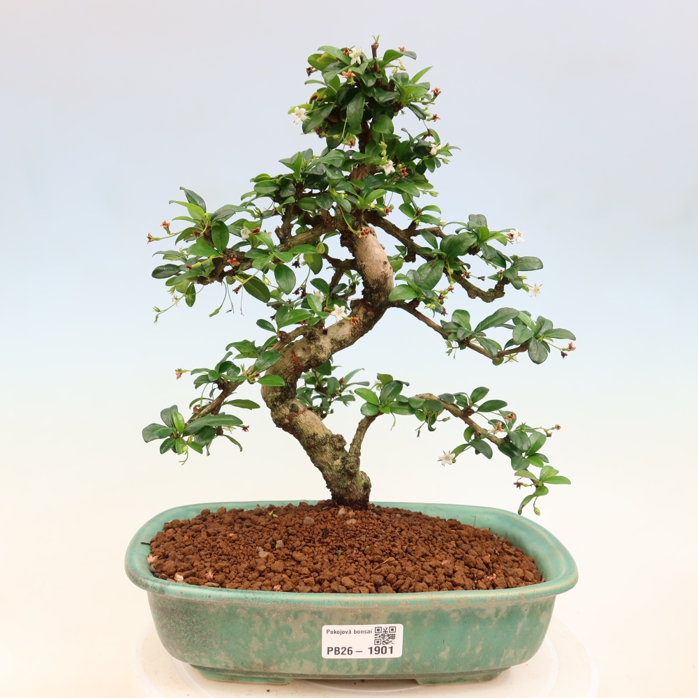Pokojová bonsai - Carmona macrophylla - Čaj fuki