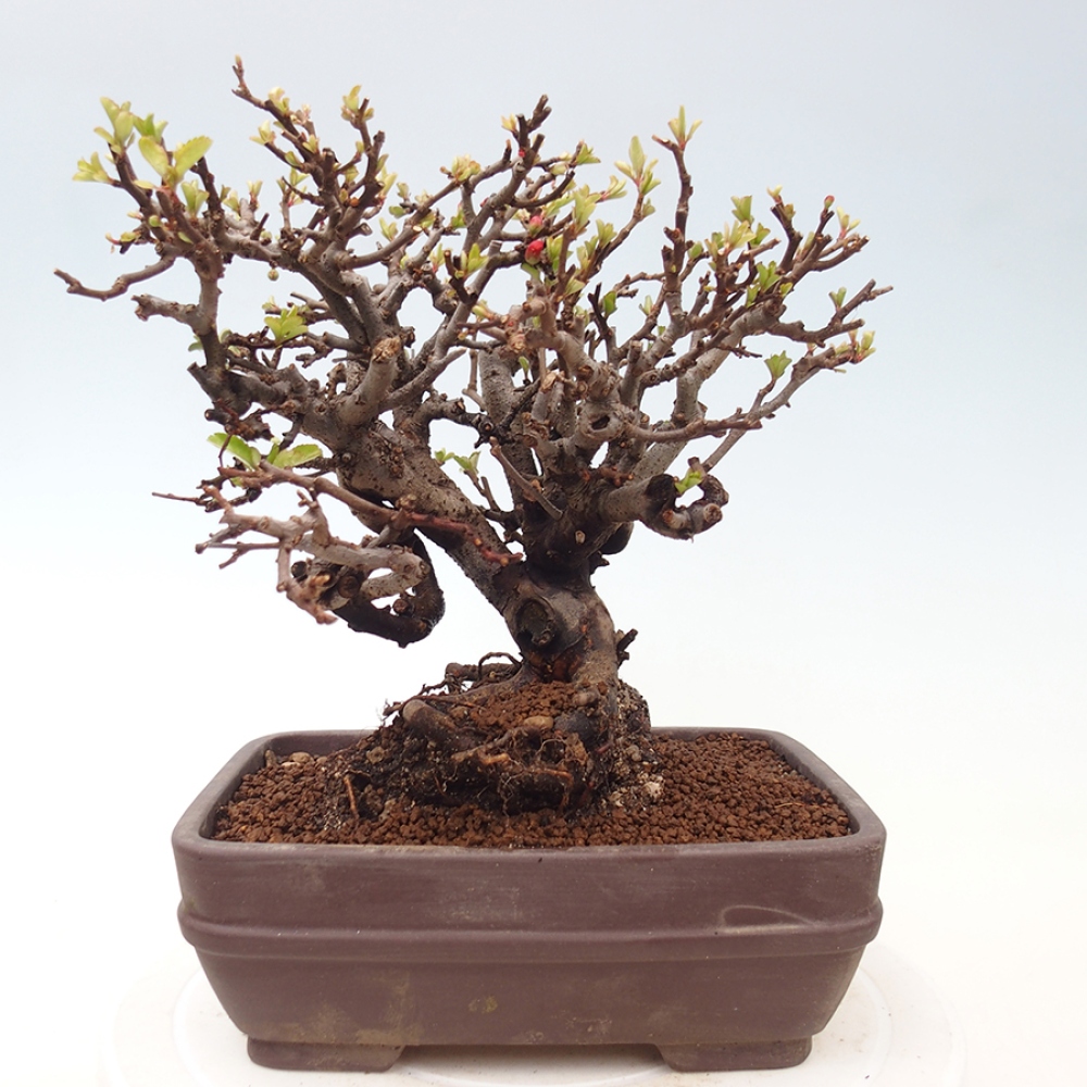 Venkovní  bonsai -  Chaneomeles speciosa - Kdoulovec ozdobný