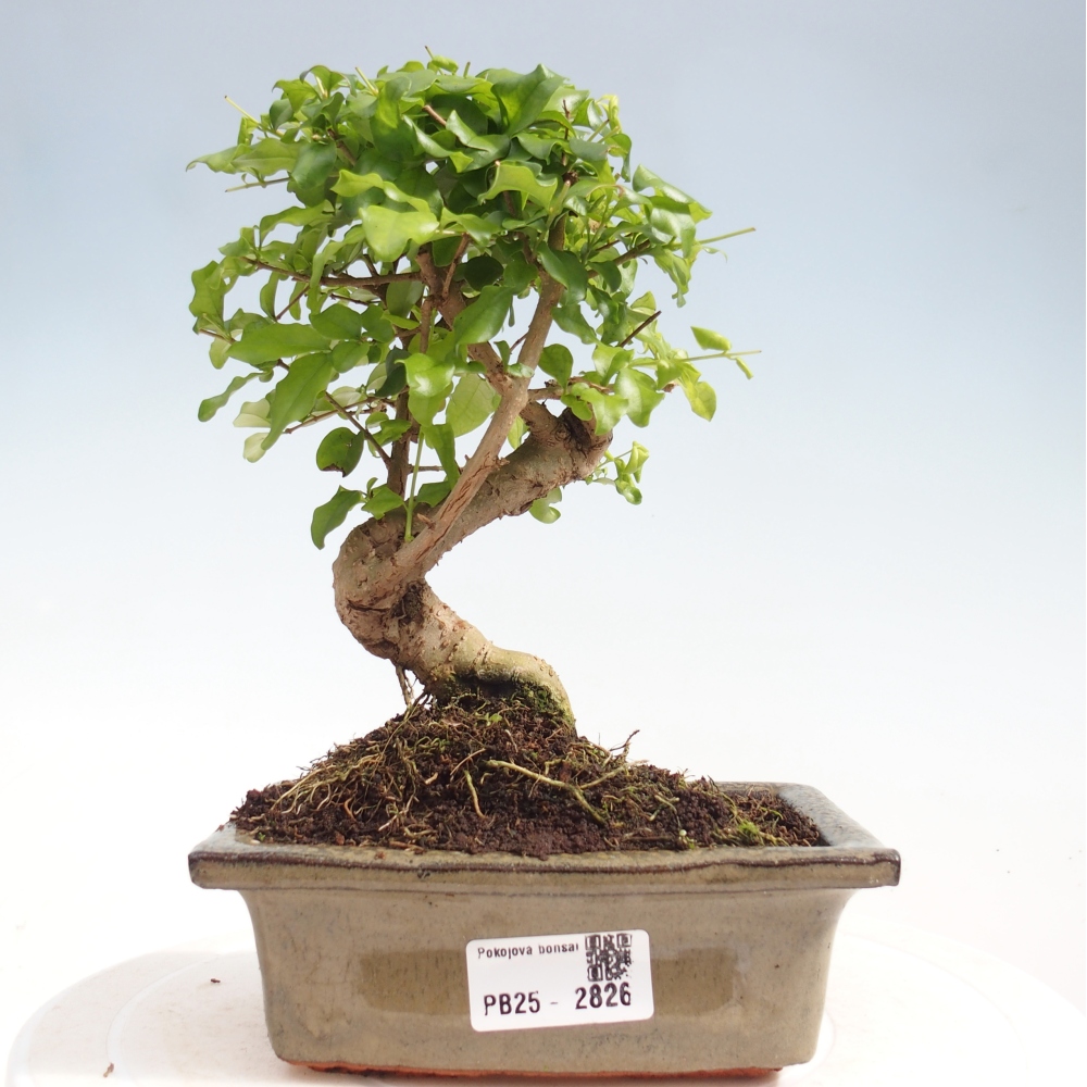 Pokojová bonsai -Ligustrum chinensis - Ptačí zob