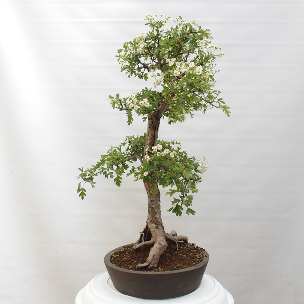 Venkovní bonsai - Hloh - Crataegus monogyna