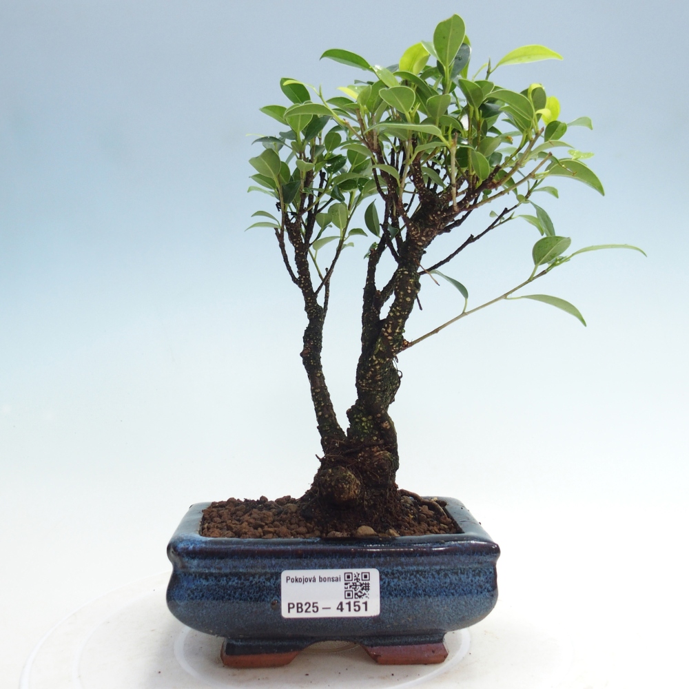 Pokojová bonsai - Ficus retusa -  malolistý fíkus