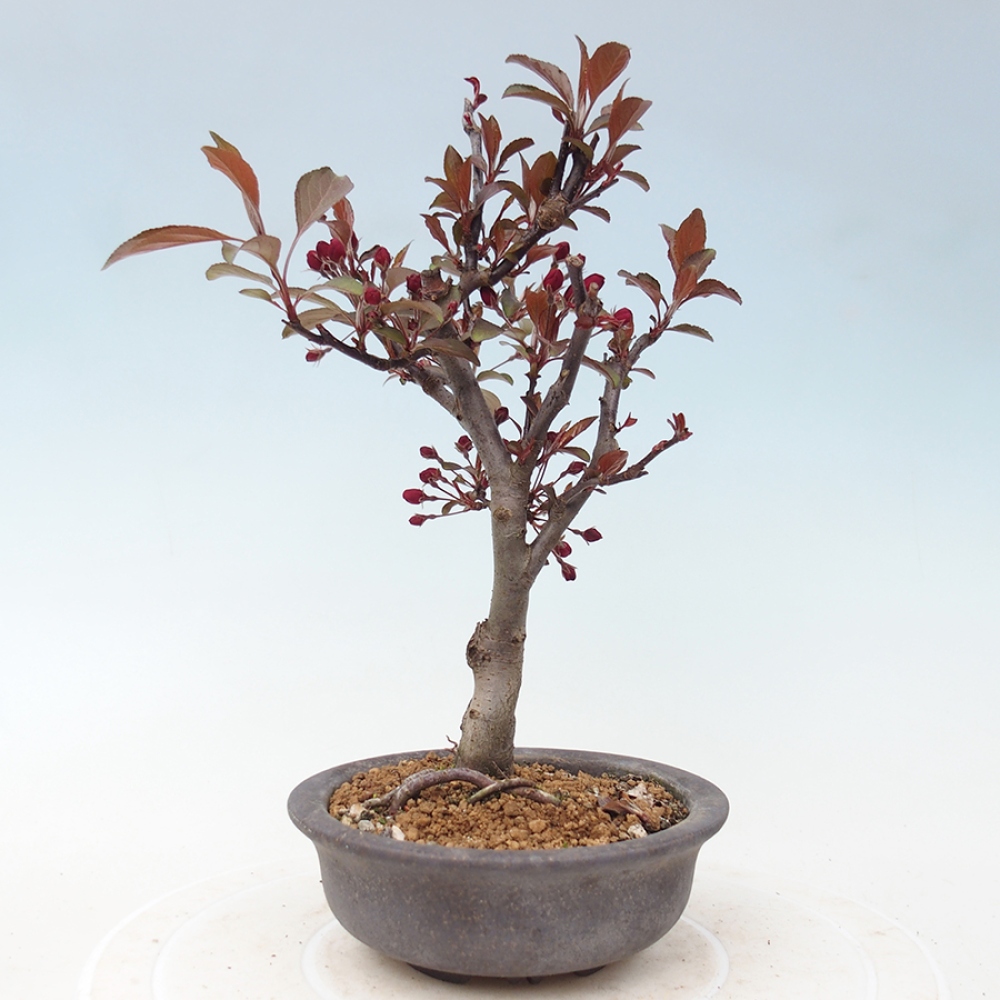 Venkovní bonsai -Malus domestica - Maloplodá jabloň červenolistá