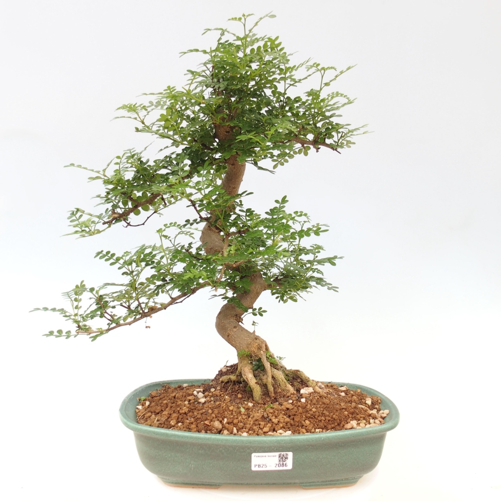 Pokojová bonsai - Zantoxylum piperitum - pepřovník