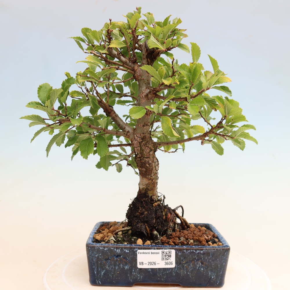 Venkovní bonsai - Zelkova - Zelkova NIRE