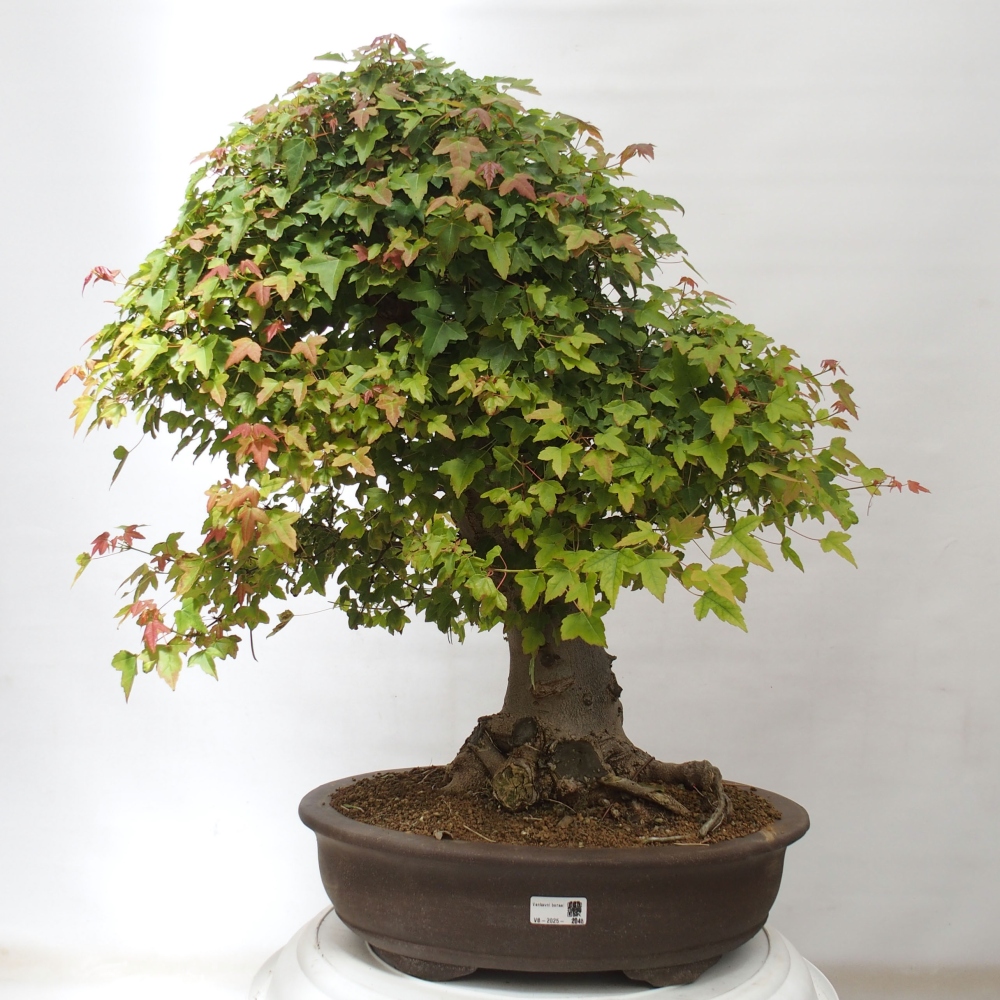 Venkovní bonsai - Acer Buergerianum - Javor Burgerův