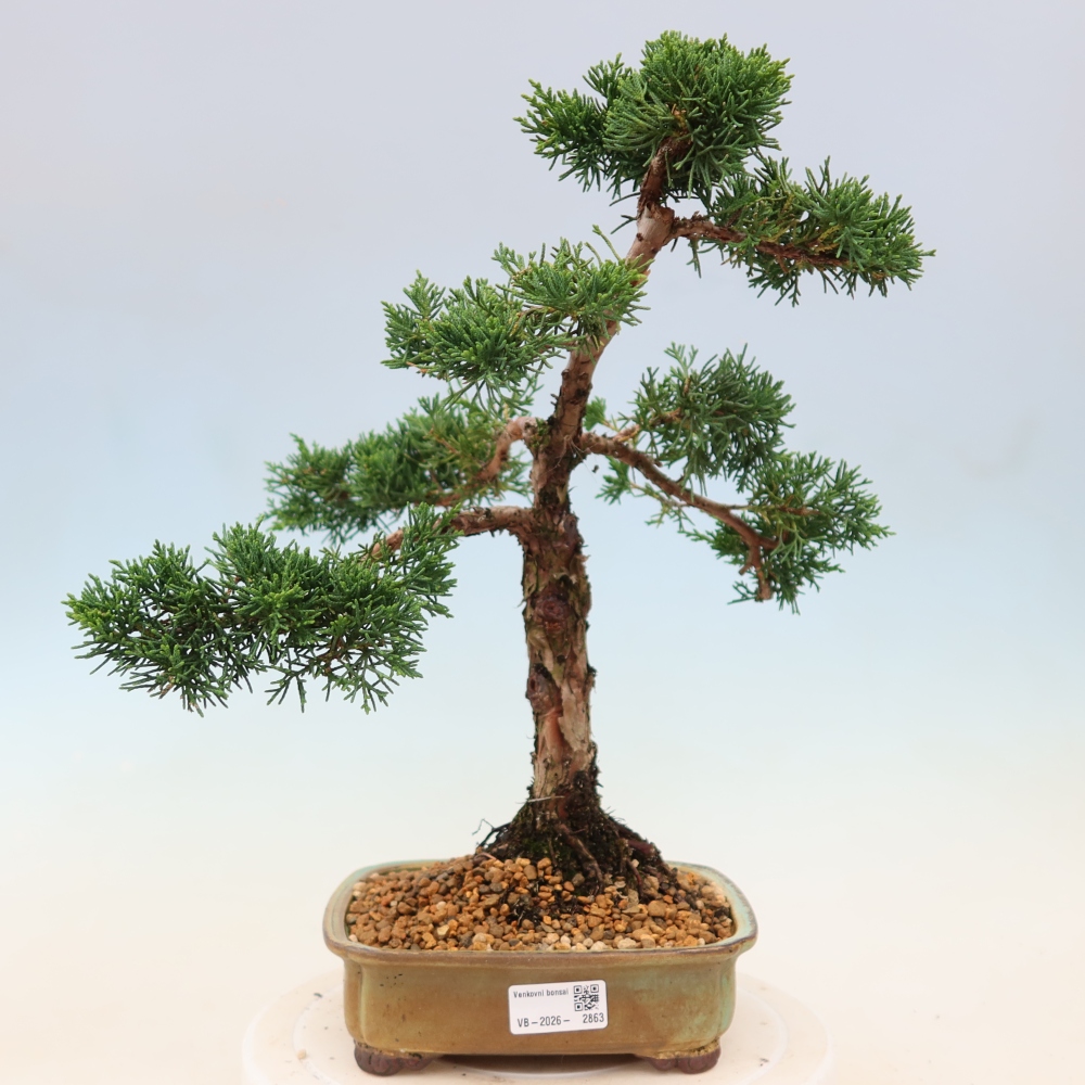 Venkovní bonsai - Juniperus chinensis Kishu -Jalovec čínský