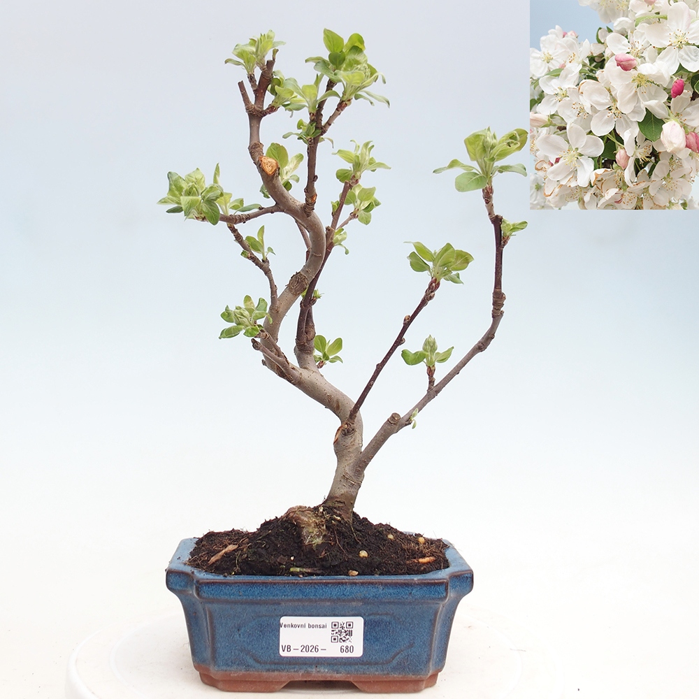 Venkovní bonsai -Malus halliana - Maloplodá jabloň