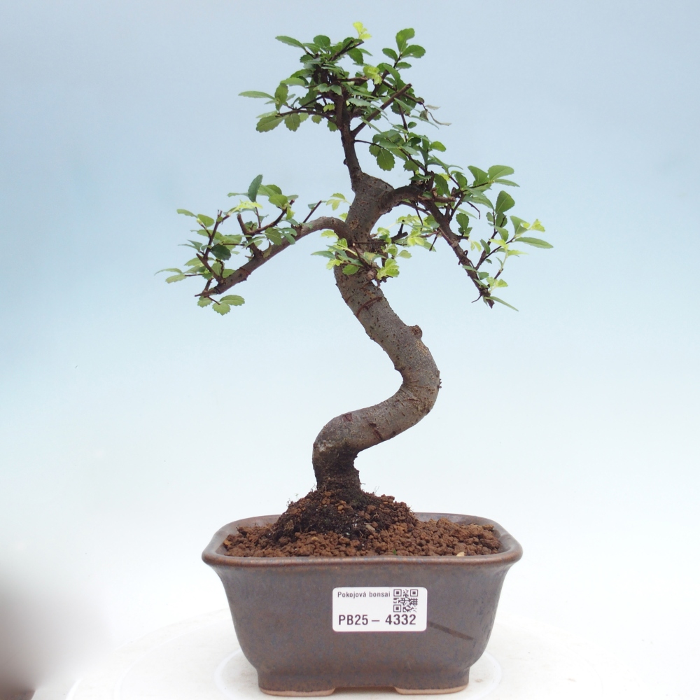 Pokojová bonsai - Ulmus parvifolia - Malolistý jilm