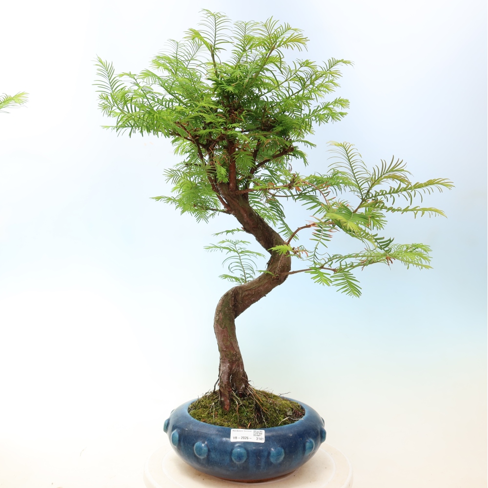Venkovní bonsai - Metasequoia glyptostroboides - Metasekvoje čínská