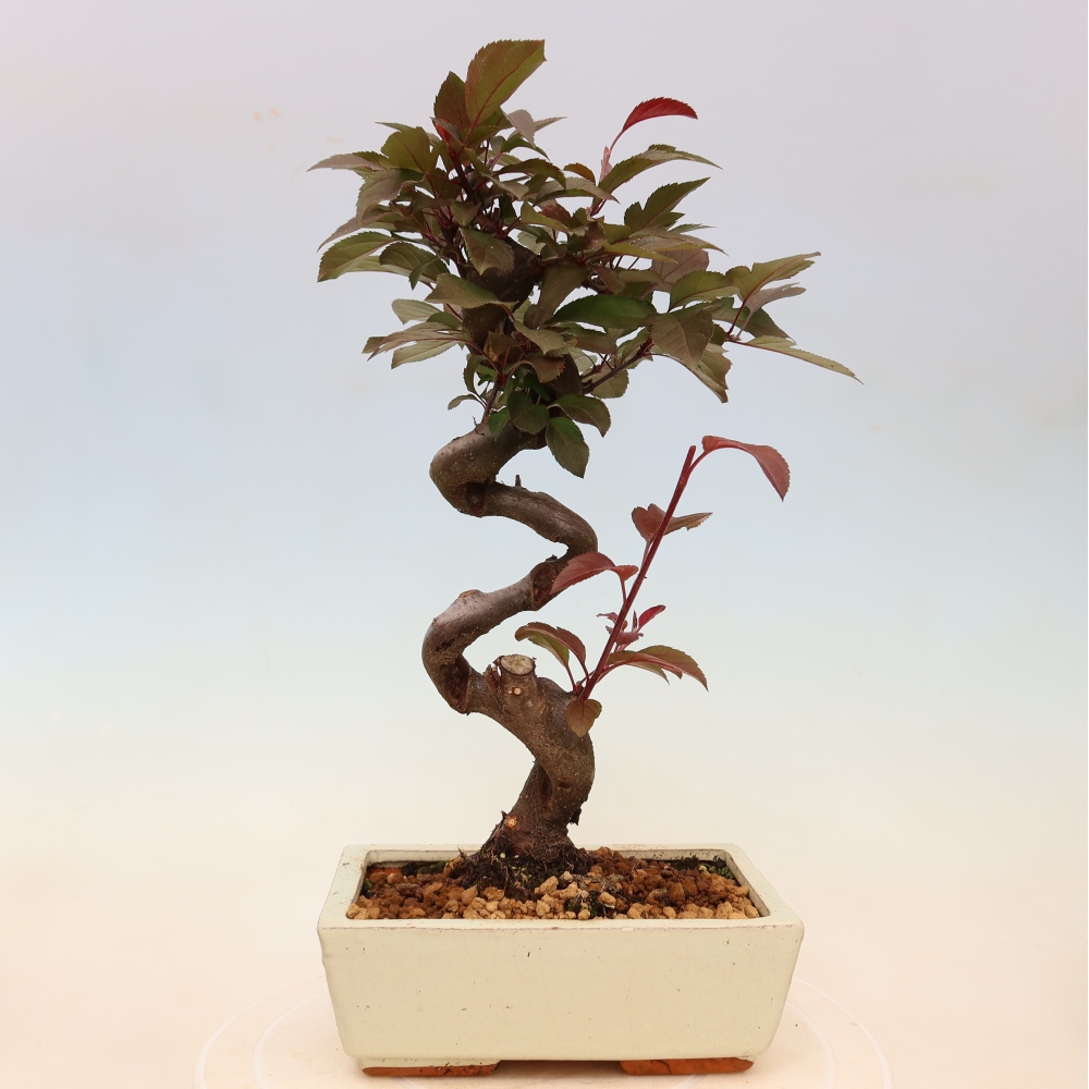 Venkovní bonsai -Malus domestica - Maloplodá jabloň červenolistá