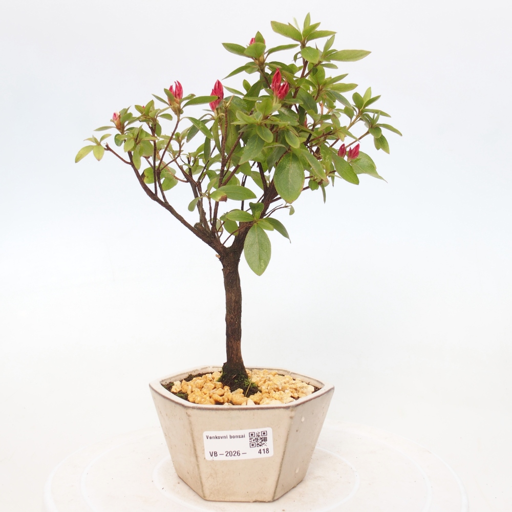 Venkovní bonsai - Japonská azalka - Azalea sp.