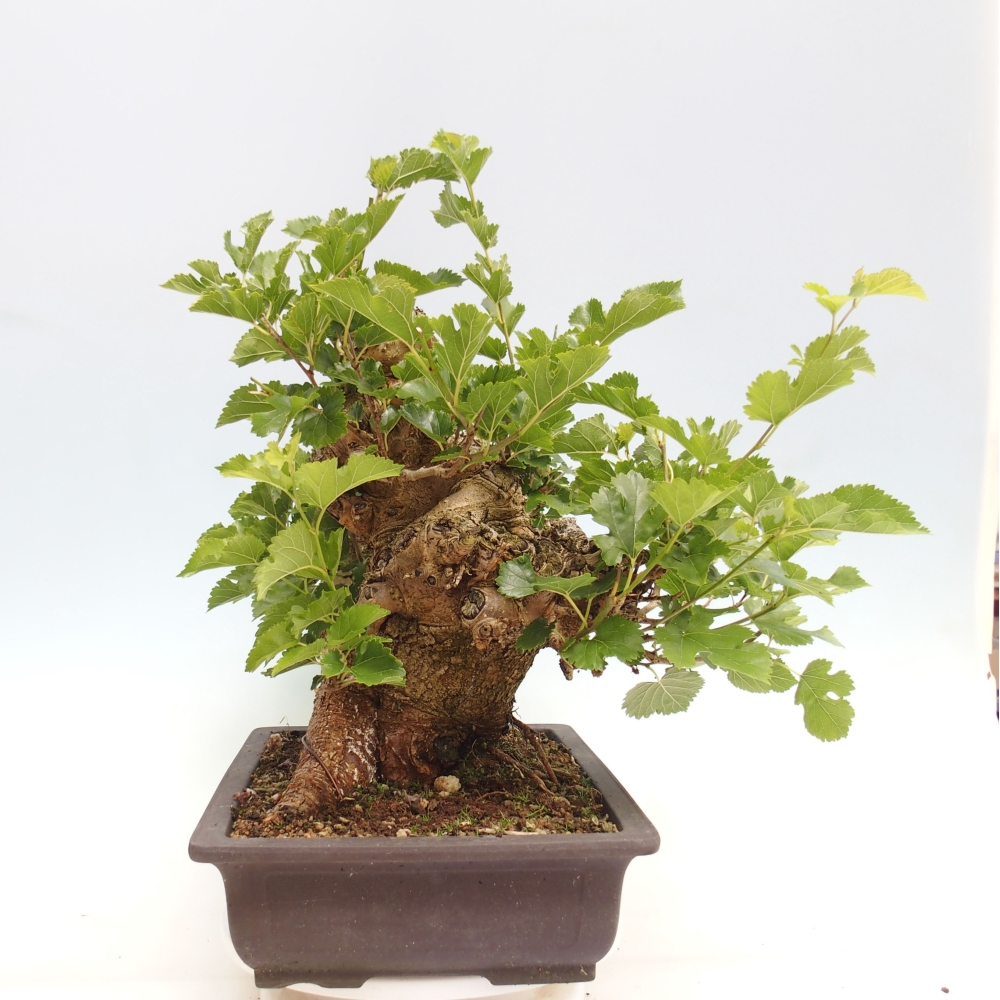 Venkovní bonsai -Morus alba - moruše