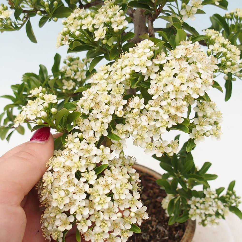 Venkovní bonsai-Pyracanta Teton -Hlohyně