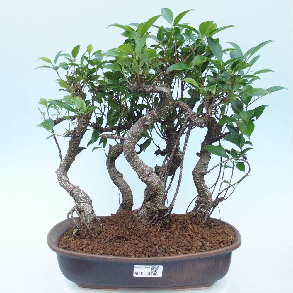 Pokojová bonsai - Ficus kimmen -  malolistý fíkus
