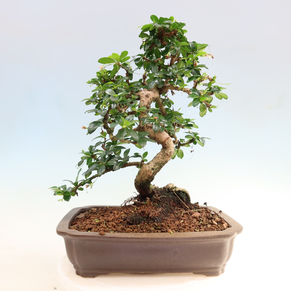 Pokojová bonsai - Carmona macrophylla - Čaj fuki