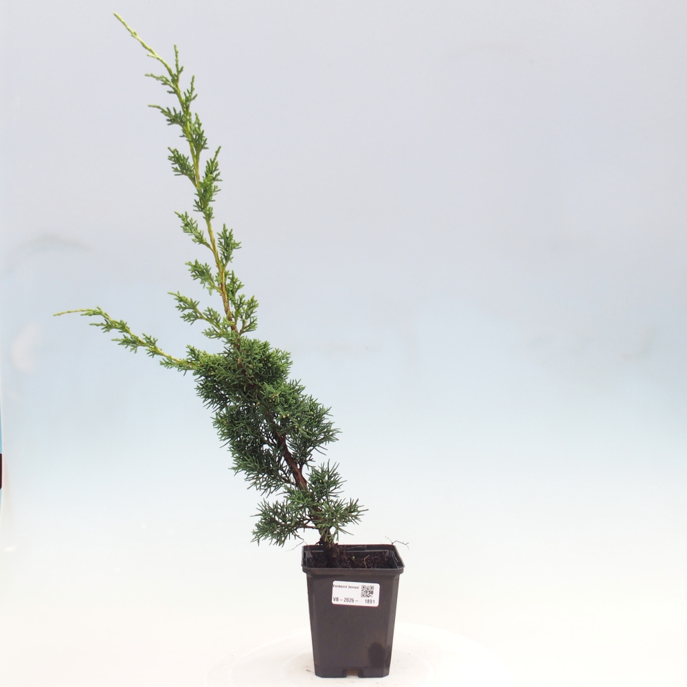 Venkovní bonsai - Juniperus chinensis Kishu -Jalovec čínský