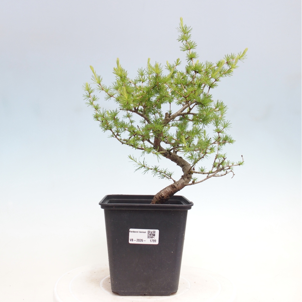 Venkovní bonsai -Larix decidua - Modřín opadavý 