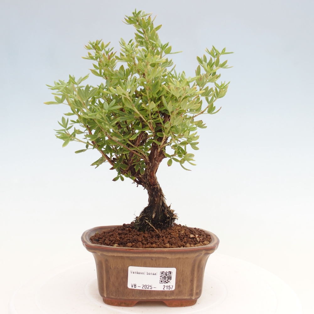 Venkovní bonsai-Mochna křovitá - potentila fruticosa yellow Bird