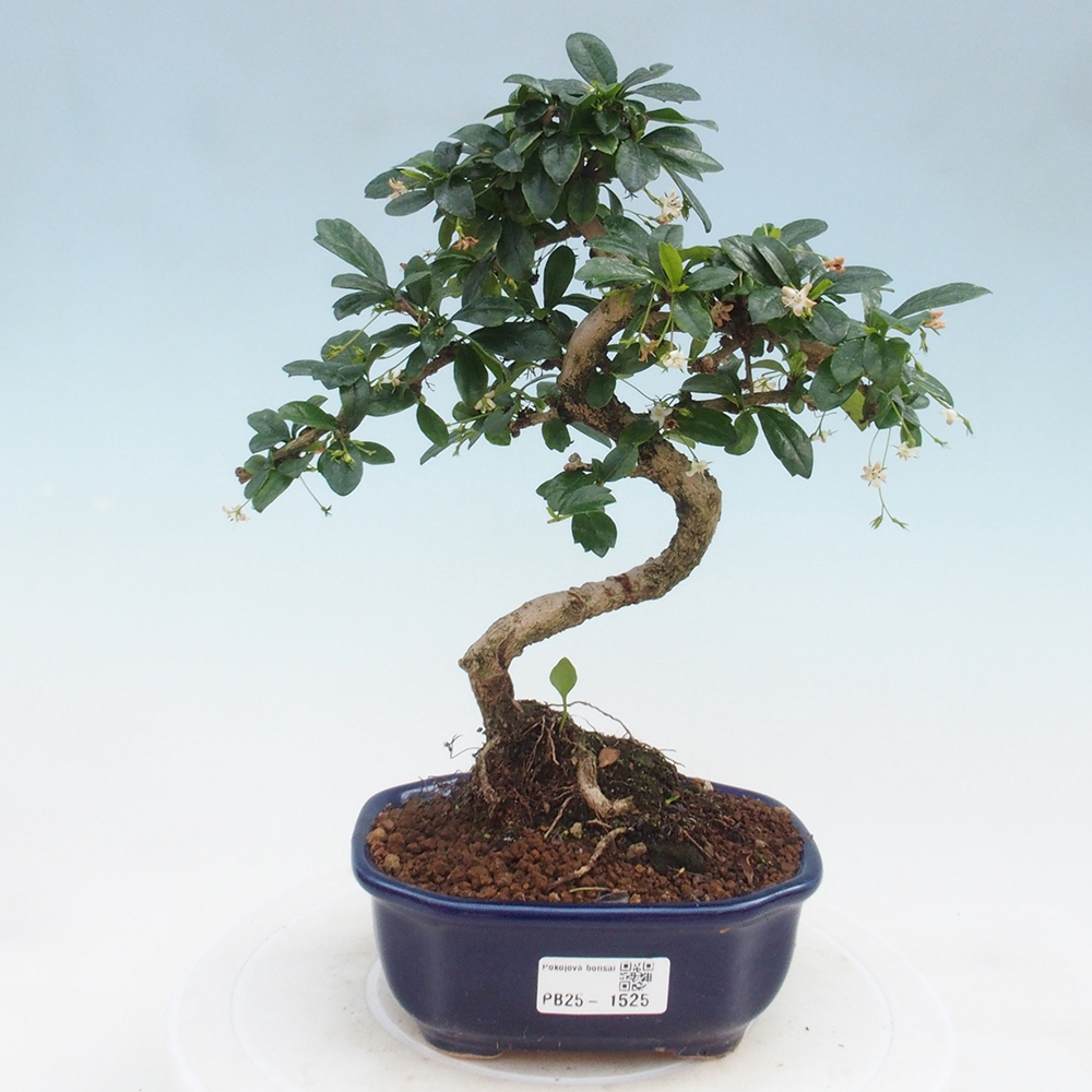 Pokojová bonsai - Carmona macrophylla - Čaj fuki