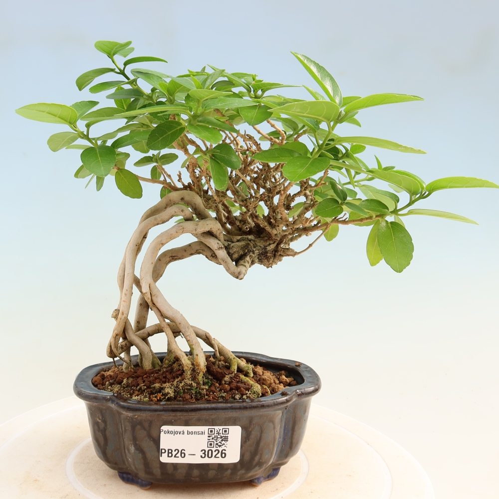 Pokojová bonsai - Premna serratifolia  - Kozlovoň malolistá