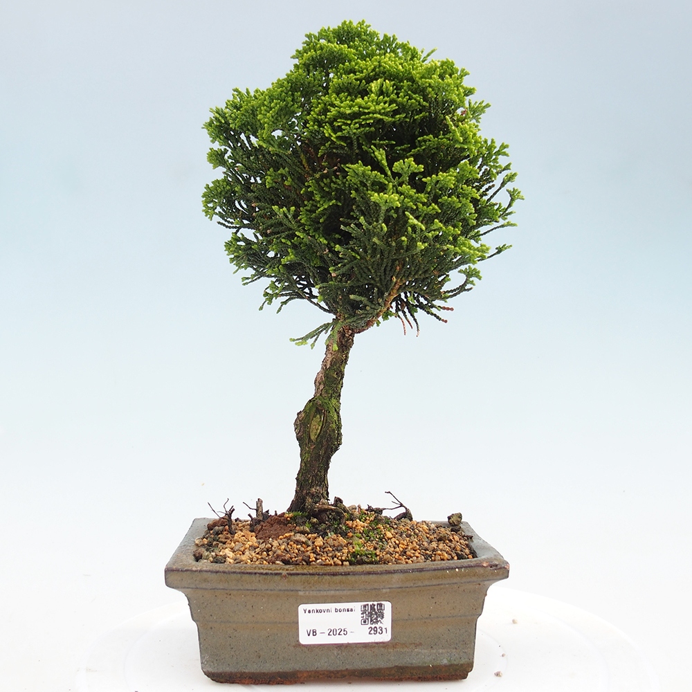 Venkovní bonsai - Cham.pis obtusa Nana Gracilis - Cypřišek