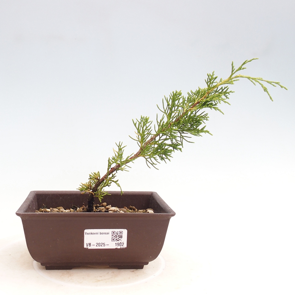 Venkovní bonsai - Juniperus chinensis Itoigawa -Jalovec čínský
