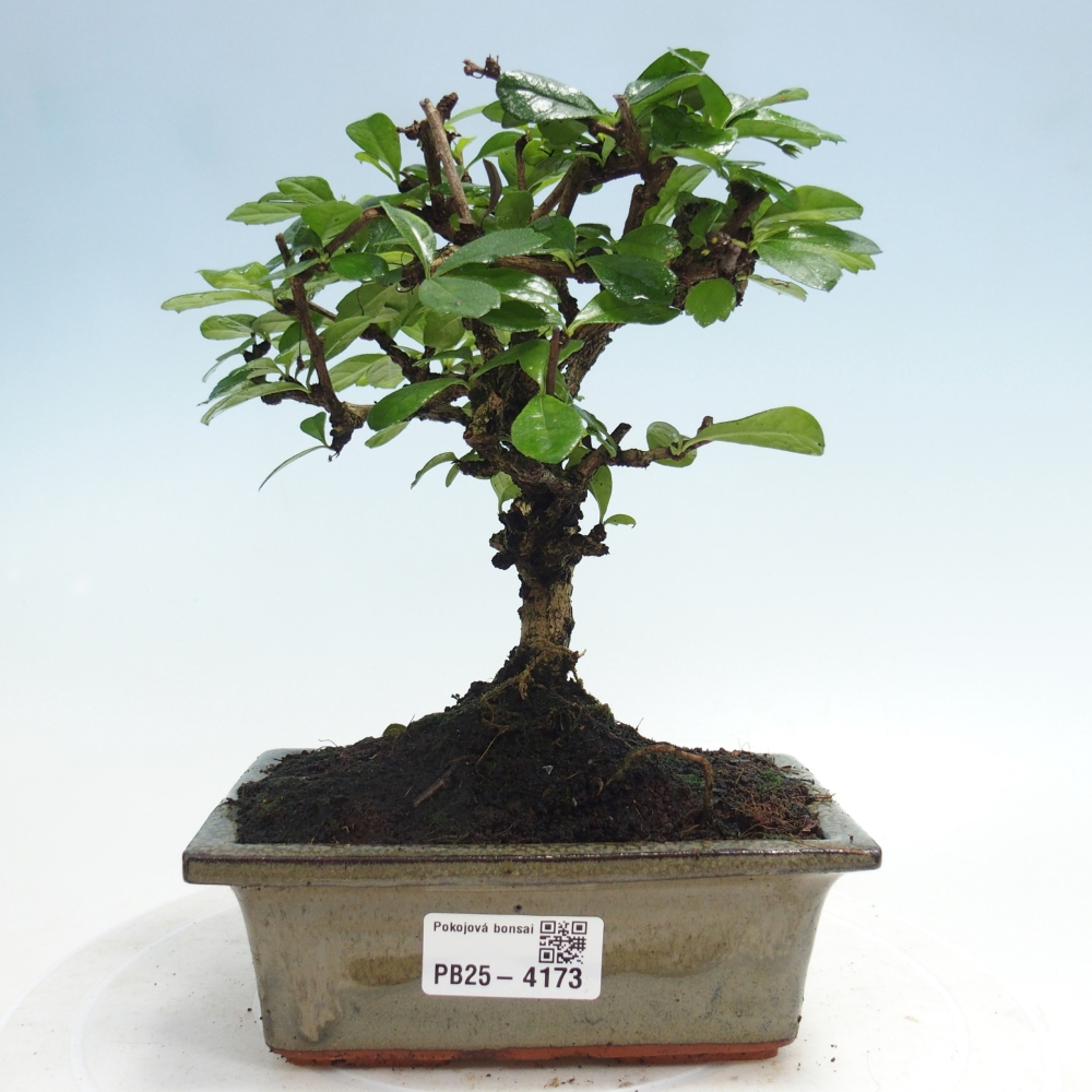 Pokojová bonsai - Carmona macrophylla - Čaj fuki