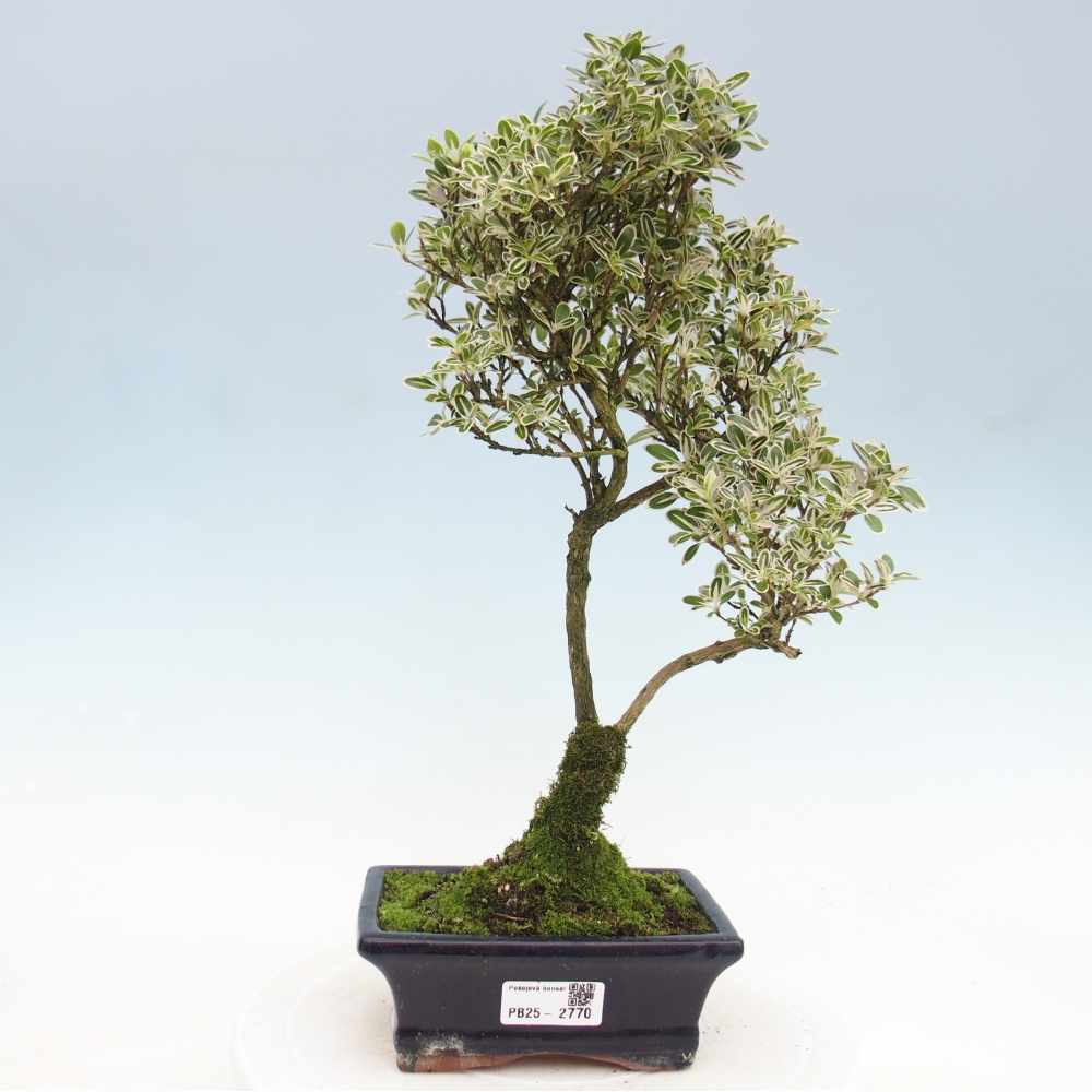Pokojová bonsai - Serissa foetida  - Strom tisíce hvězd